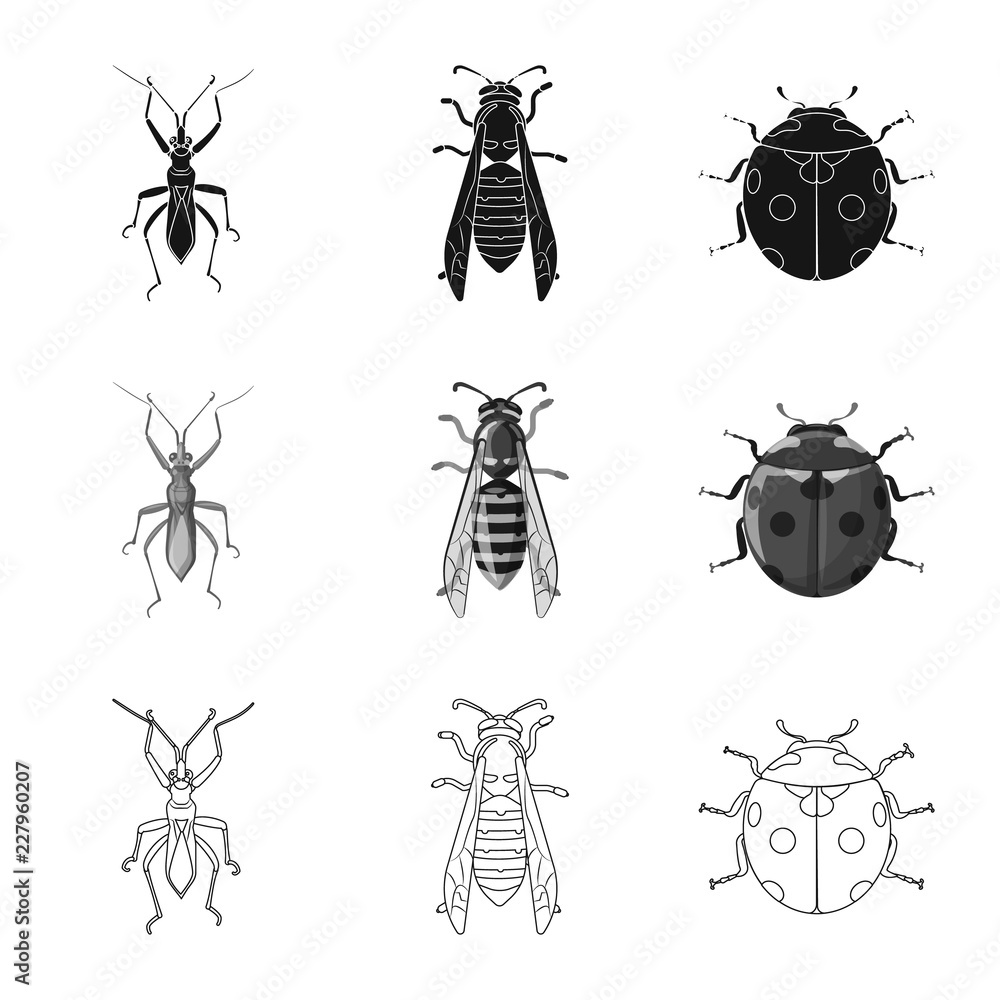 Isolated object of insect and fly icon. Set of insect and element stock vector illustration. Isolated object of insect and fly icon. Set of insect and element stock vector illustration.