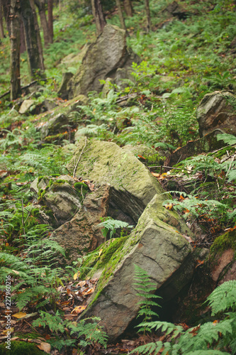Rocks and fallen leaves along a path in a secluded hillside forest. Early fall and the leaves are beginning to change color. Clark Run hiking trail, western Pennsylvania. Vertical image.