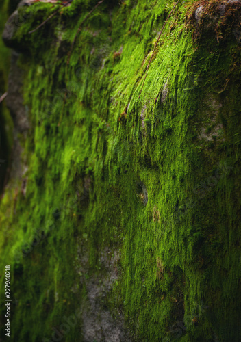 Bright green moss covers a large boulder in the woods. Clark Run hiking trail, western Pennsylvania. Vertical image.