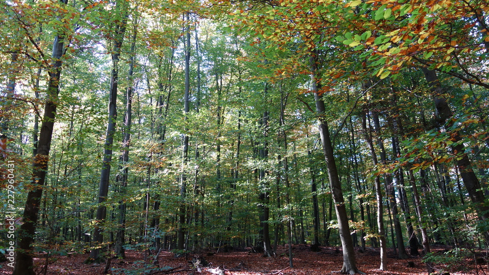 Fototapeta premium Viele Bäume Motiv Nach Oben