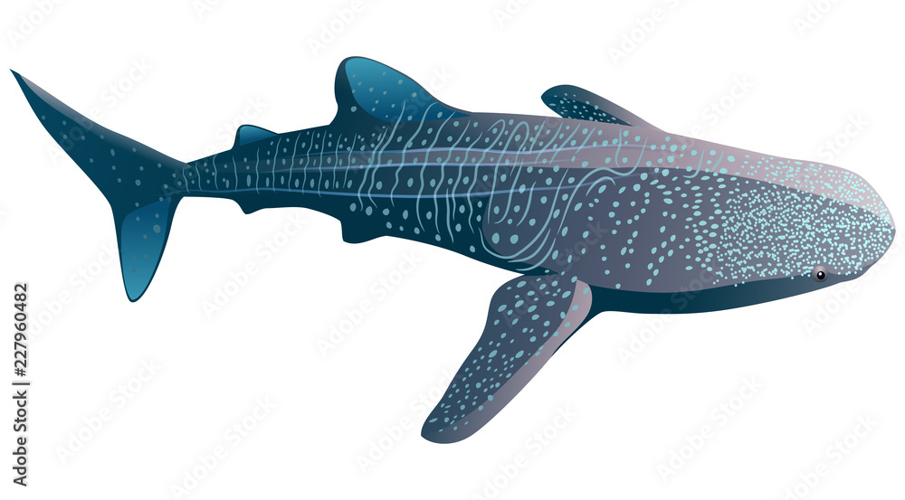 Fototapeta premium Rekin wielorybi kreskówka na białym tle. Ilustracji wektorowych