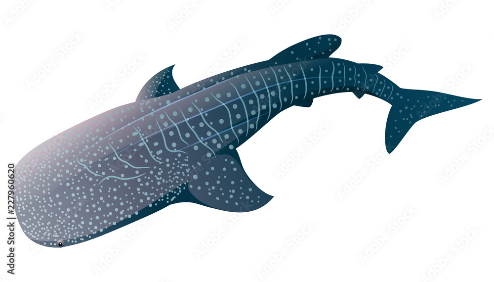 Obraz premium Rekin wielorybi kreskówka na białym tle. Ilustracji wektorowych