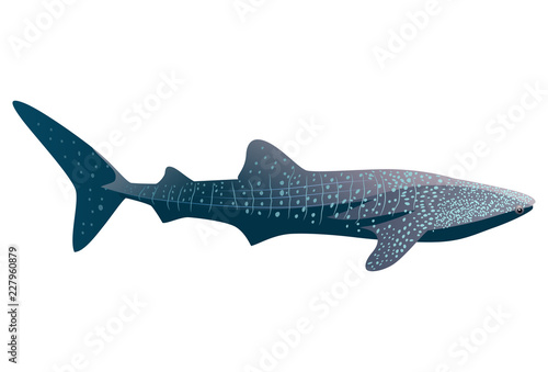 Cartoon whale shark isolated on white background. Vector illustration