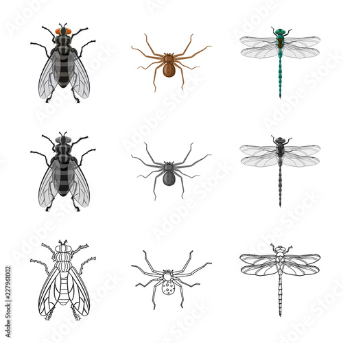 Isolated object of insect and fly logo. Set of insect and element stock symbol for web. © Svitlana