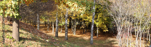 Early autumn landscape. Panoramic view of park with deciduous trees that began to turn yellow