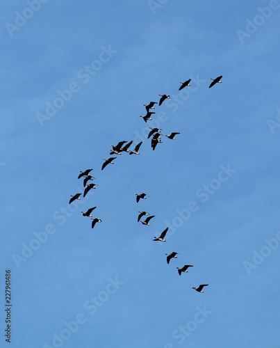 Flock of flying wild Greater white-fronted geese (Anser albifrons) against blue sky. Autumn bird migration