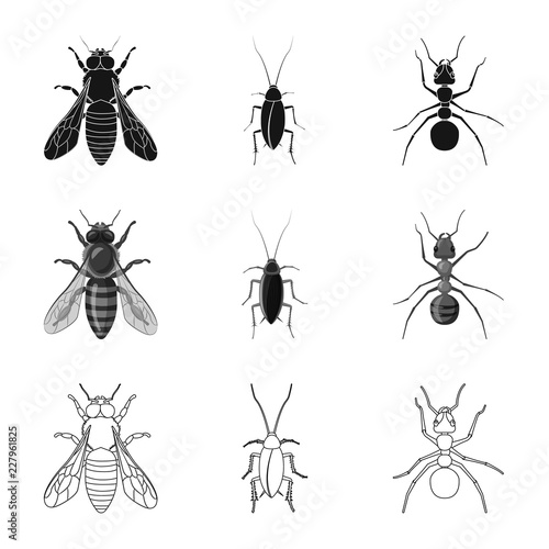Isolated object of insect and fly logo. Collection of insect and element vector icon for stock.