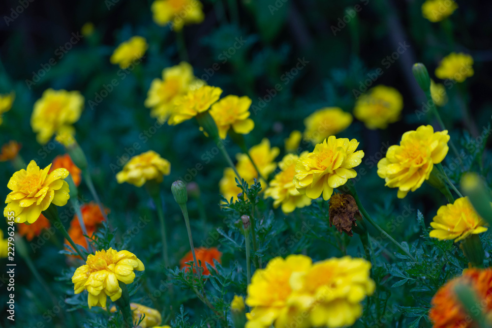 花・素材・コスモス・緑 花・素材・コスモス・緑