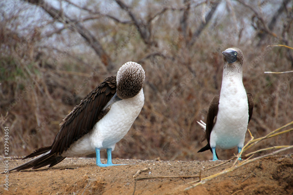 Fototapeta premium Blaufußtölpel- Galapagos