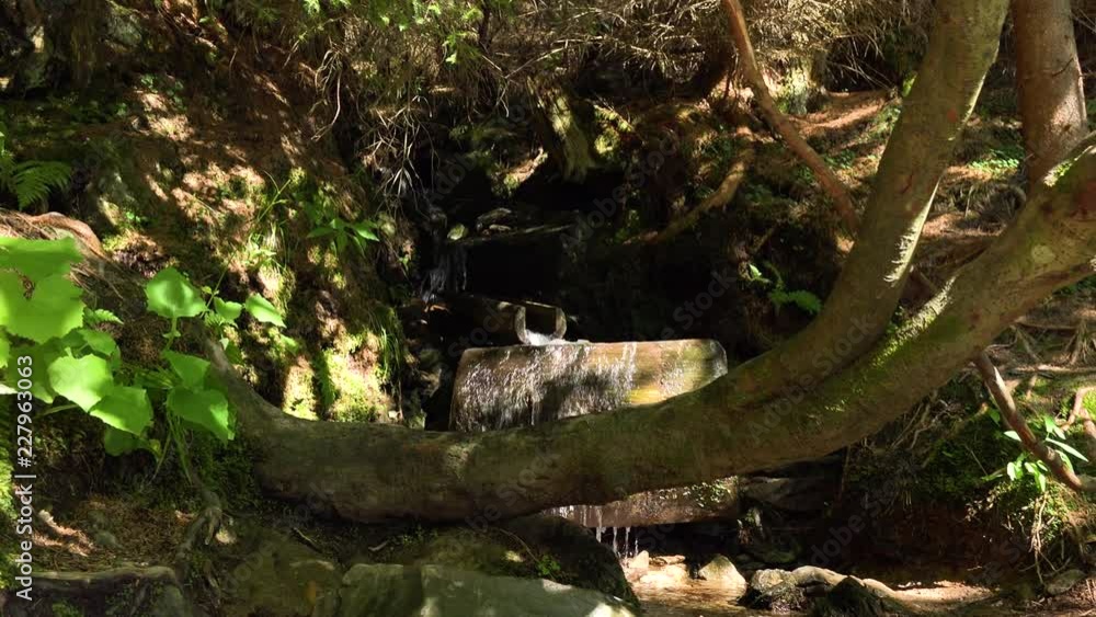 Mineral spring water in a forest Mineral spring water in a forest