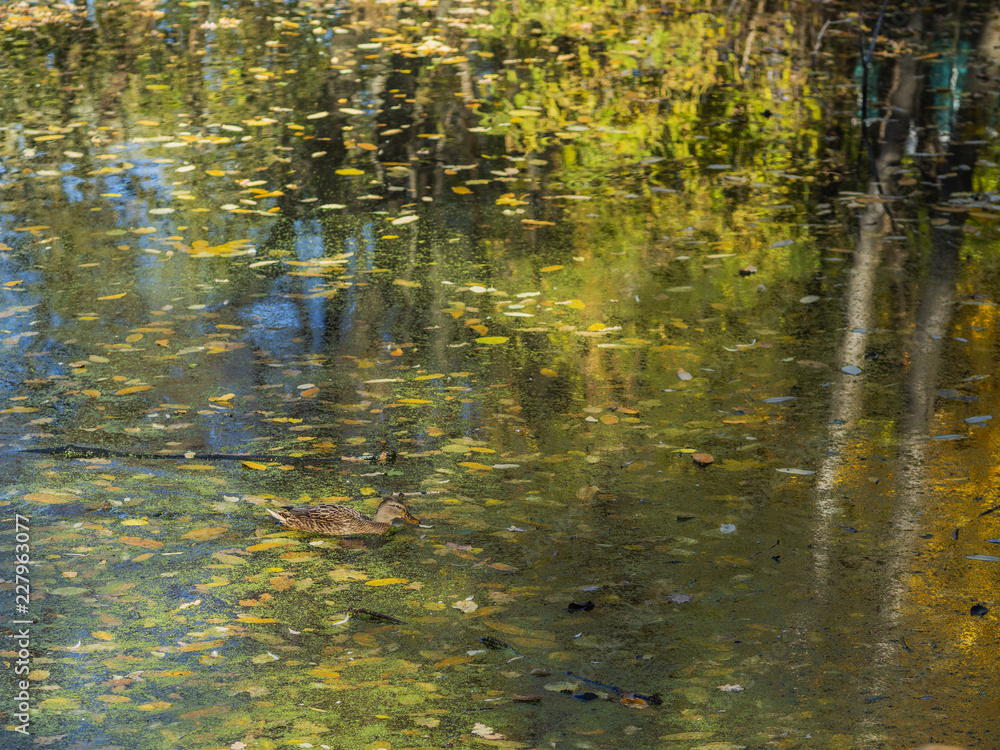 Duck in autumn pond Duck in autumn pond