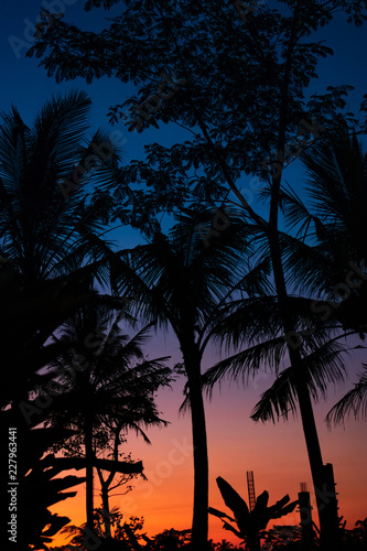 Silhouette of palm trees at tropical sunset on Bali island.