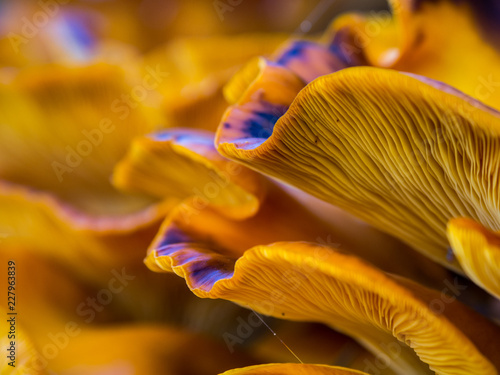 фотографія Orange Mushrooms Close Up, Jack O Lantern Fungus