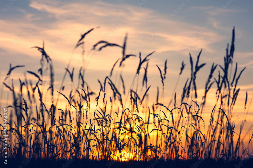 Summer evening landscape with reeds against the sunset background - obrazy, fototapety, plakaty 