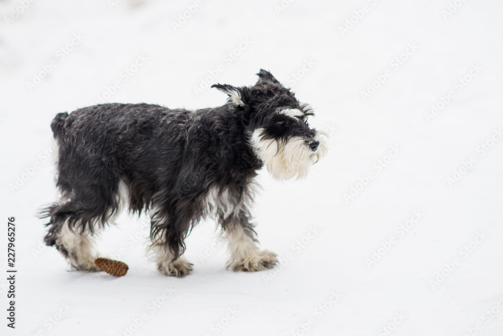 How Long To Walk A Puppy Schnauzer