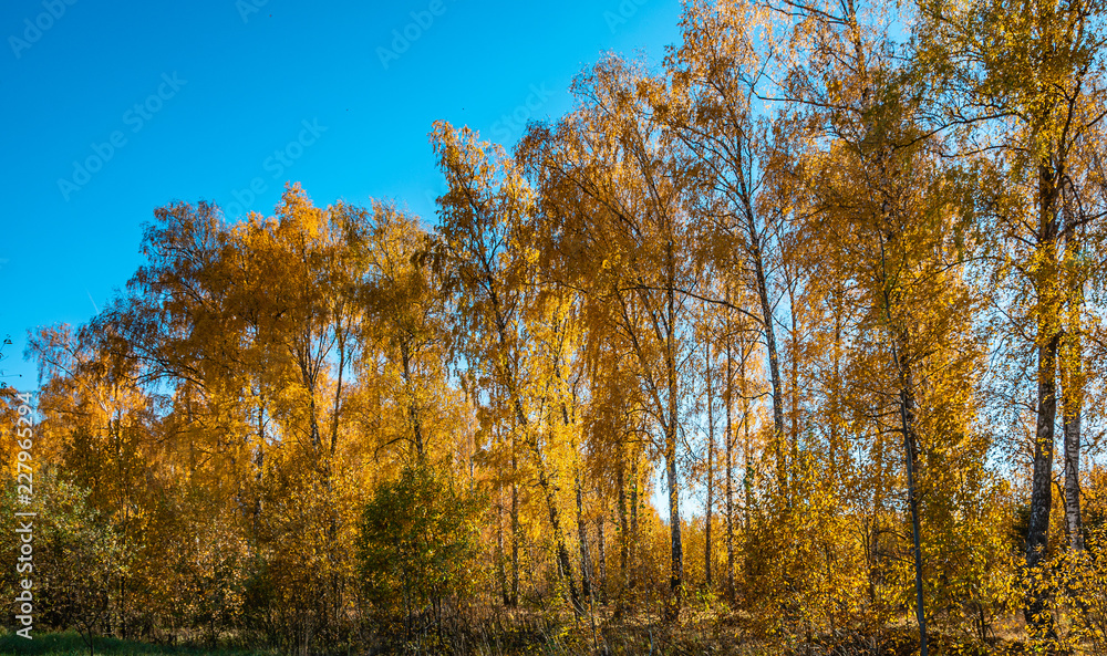 Fototapeta premium Indian summer