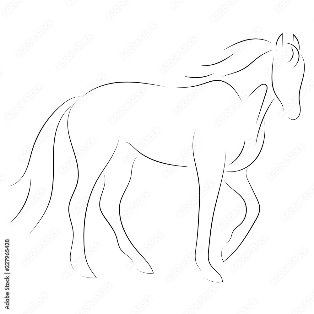 Fototapeta Black line horse on white background. Vector icon
