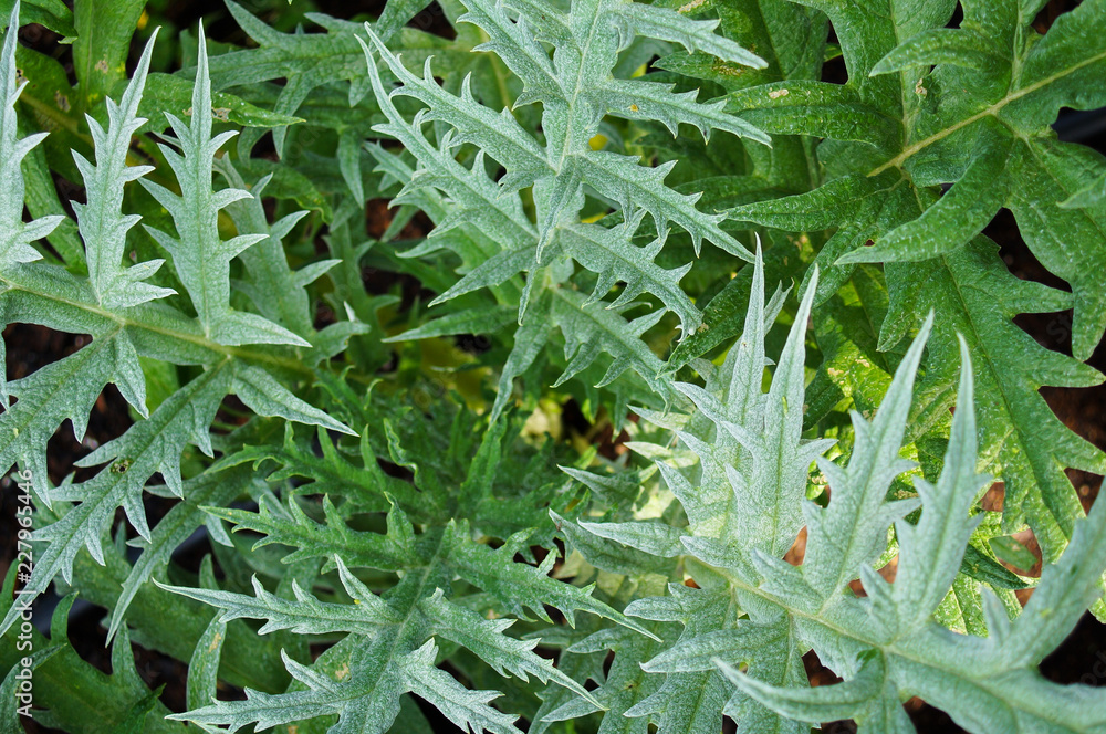 Obraz premium Artichoke Leaves