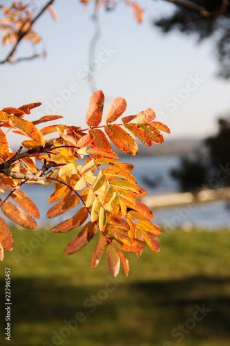 Autumn leafs in Lidingö, Sweden.