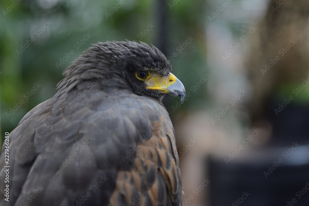Harris Hawk perching on tree Harris Hawk perching on tree