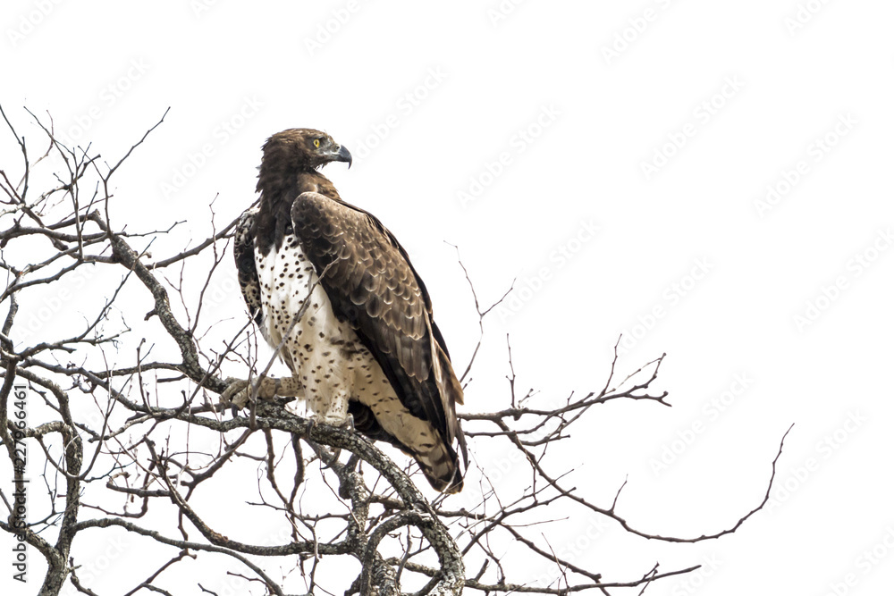 Naklejka premium Martial Eagle in Kruger National park, South Africa ; Specie Polemaetus bellicosus family of Accipitridae