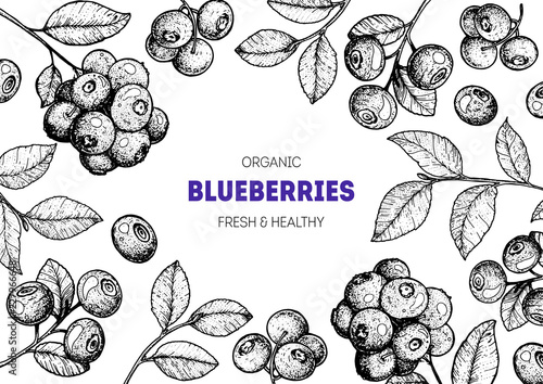 Blueberries frame vector illustration. Hand drawn berries. Vintage style design. Organic food, healthy food.