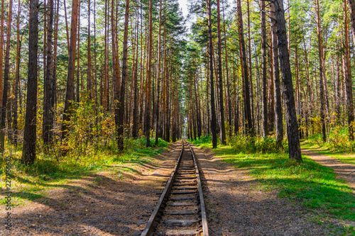 The railway in the pine forest on a sunny day