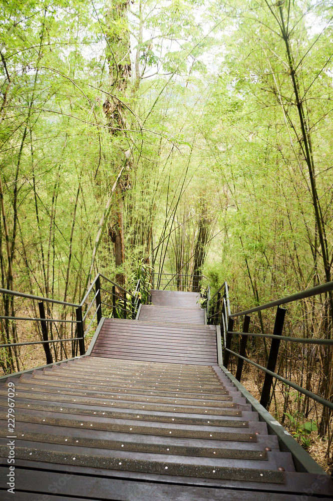 Stair case reach down to the bamboo forest Stair case reach down to the bamboo forest