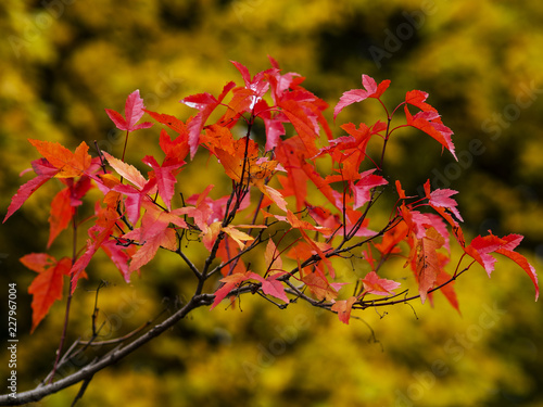 Branch with red leaves