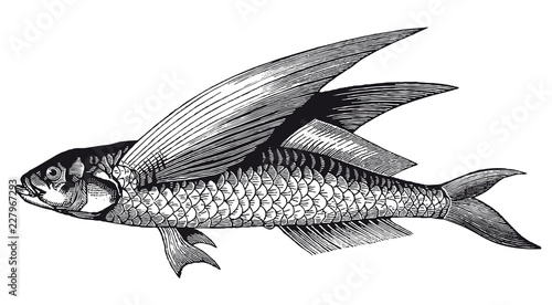 Fotografie, Obraz Vector High Detail Flying Fish Engraving