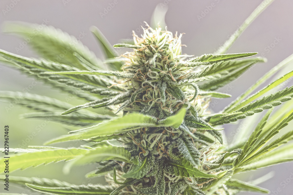 Selective focus on a cannabis blooming plant Selective focus on a cannabis blooming plant