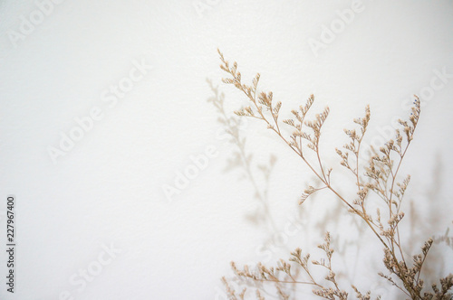 Tiny flowers drops shadow on the wall