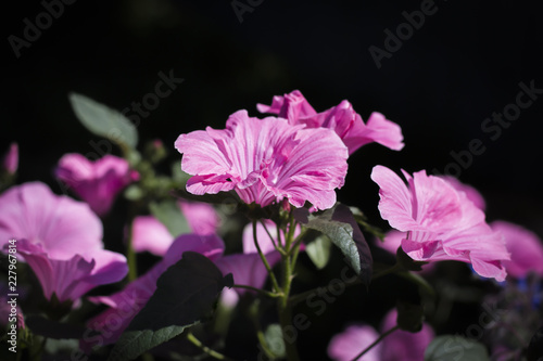 pink Lavater on a black background