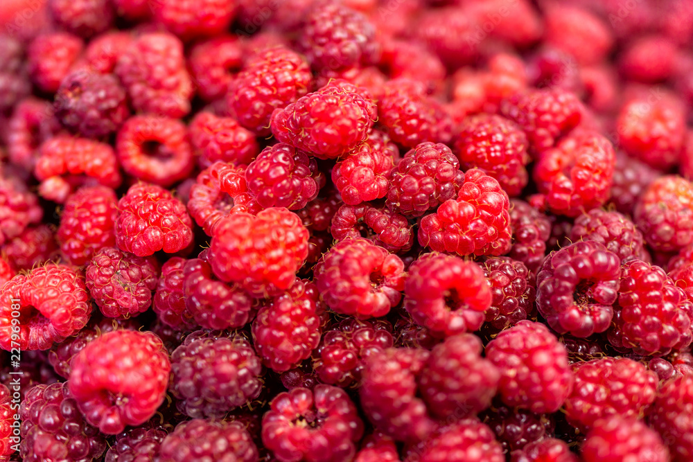 Macro closeup of fresh dark pink red garden wild raspberries healthy dessert showing detail and texture, hairs Macro closeup of fresh dark pink red garden wild raspberries healthy dessert showing detail and texture, hairs