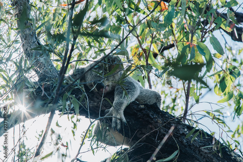 Photography magnetic island, wild, koala