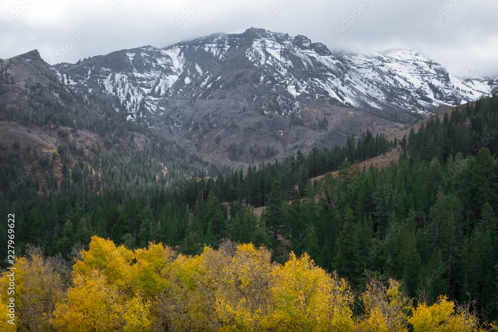 Yellow Aspen Trees in Forest at Base of Leavitt Peak - Sonora Pass Fall Colors, California