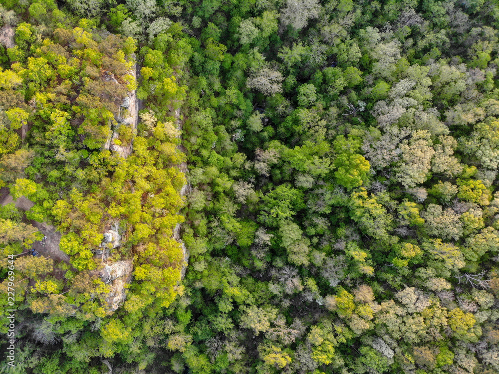 Looking down on forest from drone