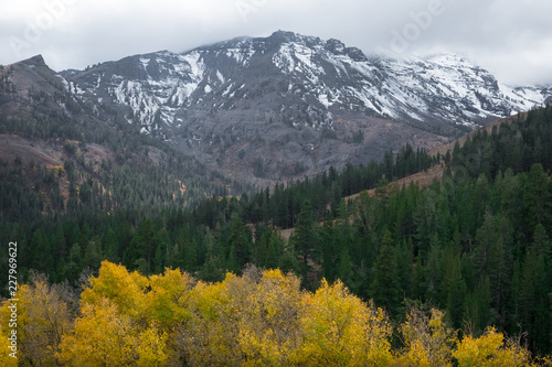 Yellow Aspen Trees in Forest at Base of Leavitt Peak - Sonora Pass Fall Colors, California