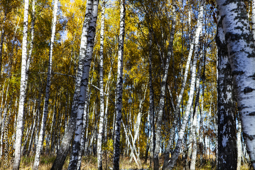 Beautiful autumn birch grove