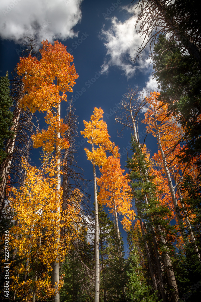 Spectacular vertical view of the autumn colored leaves and Pine Trees in Dixie National Forest in Southern Utah, USA.