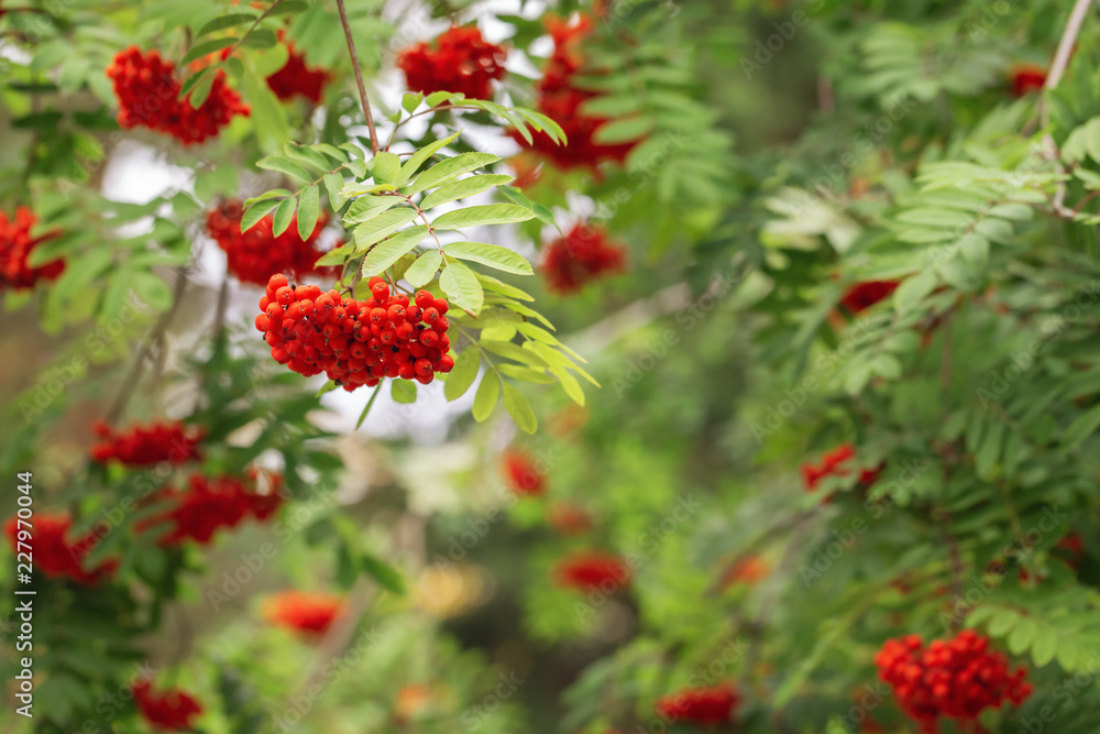 Autumn nature background. Rowan tree on green blurred background. Soft focus.