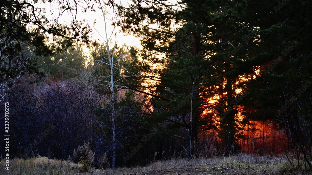 Obraz premium Forest