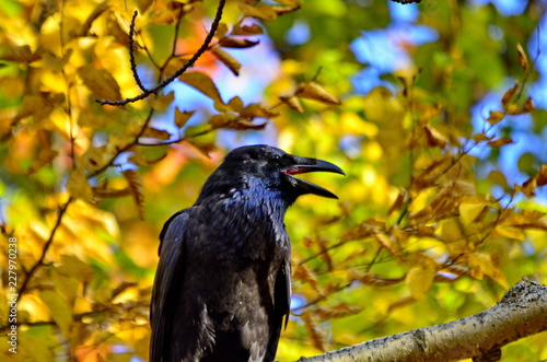 Raven with yellow leaves background