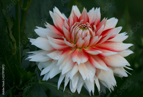 Fototapeta Naklejka Na Ścianę i Meble -  Closeup of a white red colored Dahlia Flower in a natural garden environment 