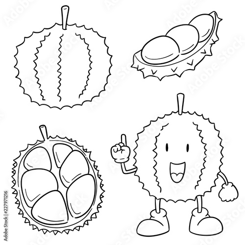 vector set of durian