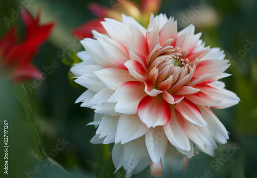Fototapeta Naklejka Na Ścianę i Meble -  Closeup of a white red colored Dahlia Flower in a natural garden environment 