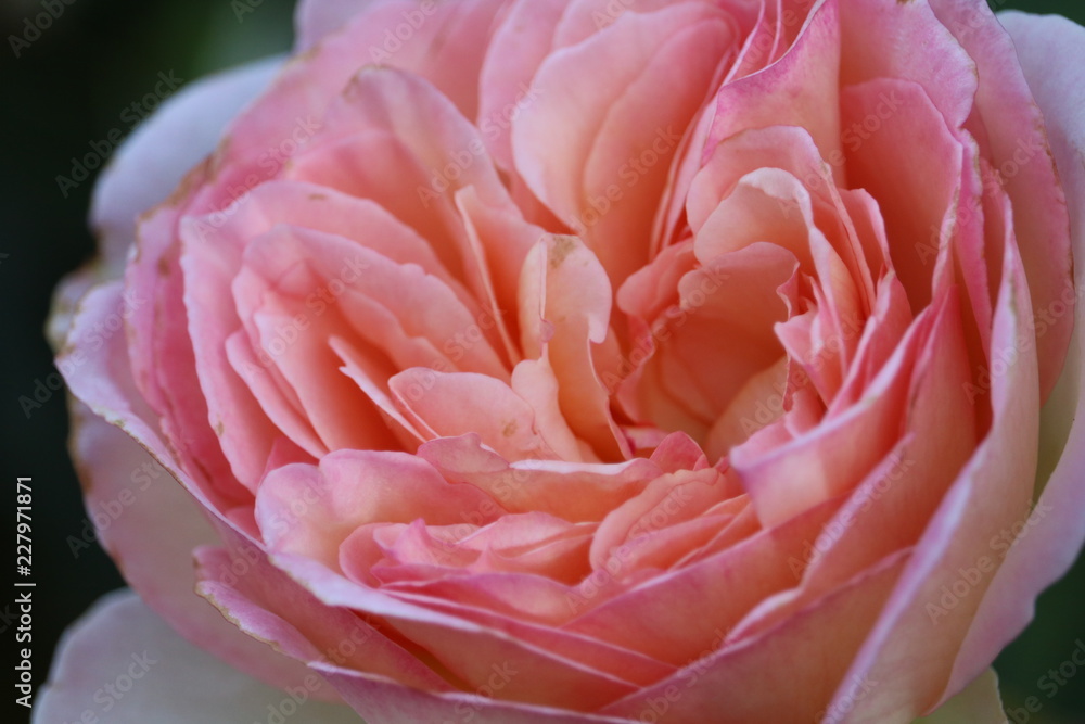 Une très jolie rose prise en automne lors d'une après midi ensoleillé Une très jolie rose prise en automne lors d'une après midi ensoleillé