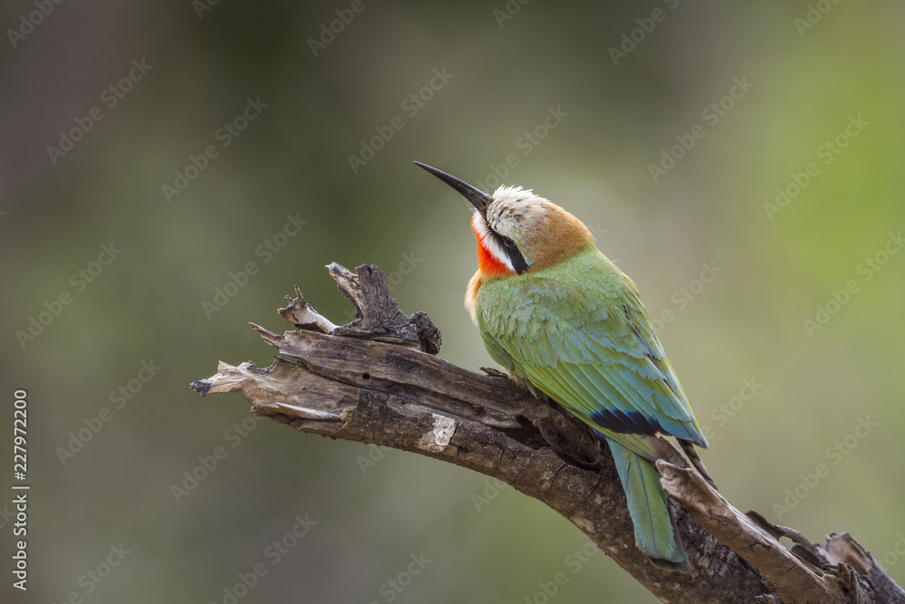 Fototapeta premium White fronted Bee eater in Kruger National park, South Africa ; Specie Merops bullockoides family of Meropidae