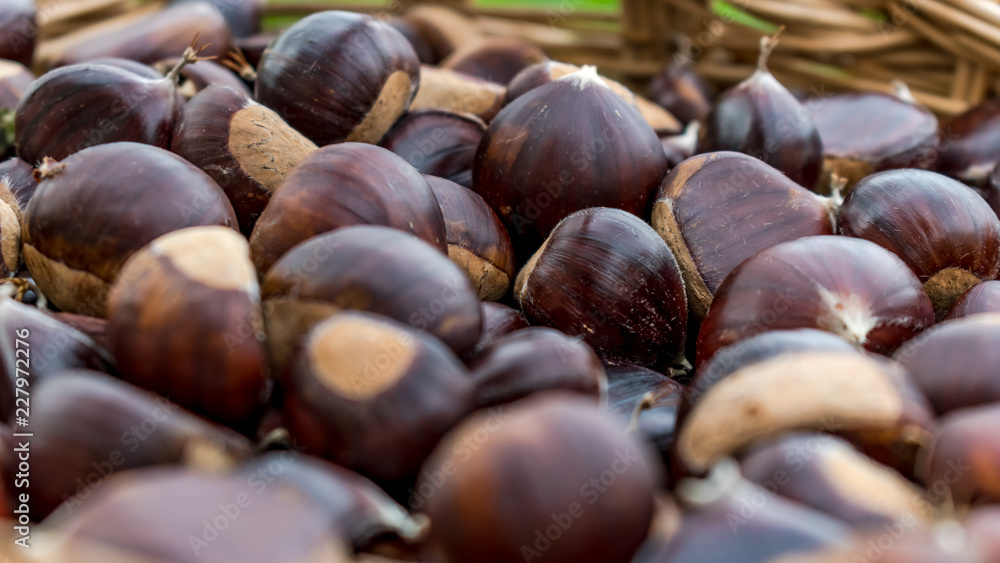 large group of chestnuts