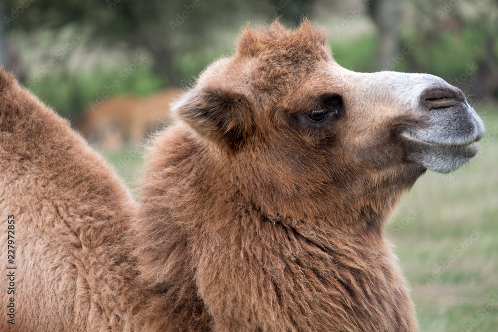 Obraz premium Close up of head of a two humped brown furry bactrian camel photographed at Port Lympne Safari Park in Kent, UK
